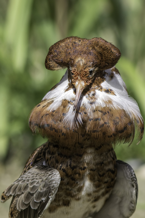 Male ruff (Calidris pugnax). Wading bird in breeding plumage with prominent brown and white neck feathers.の写真素材