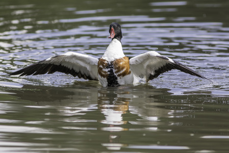 Common shelduck. Male duck with wings outstretched on water. Magnificent waterfowl.の写真素材