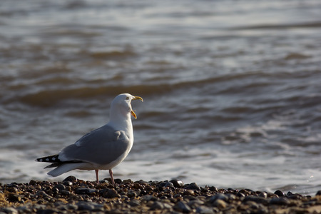 Song Bird. Funny animal meme of seagull screaming loudly at the sea. Gull squawking.の写真素材
