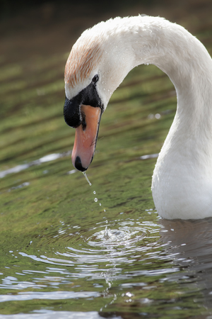 Mute swan (Cygnus olor). Beautiful majestic bird. Serene and peaceful nature image. Head and neck in close up with dripping water causing ripples.の写真素材