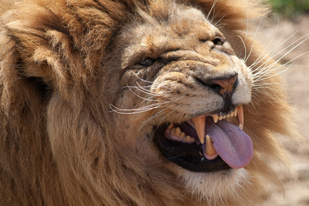 Lion pulling a face. Top predator cat taunts by sticking out its barbed tongue. Funny animal meme image.の写真素材