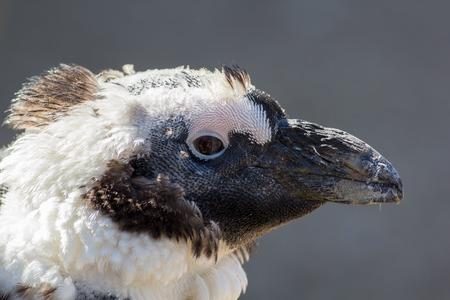 Head of a scruffy moulting (molting) penguin. Ugly but cute bird in close up profile against plain...