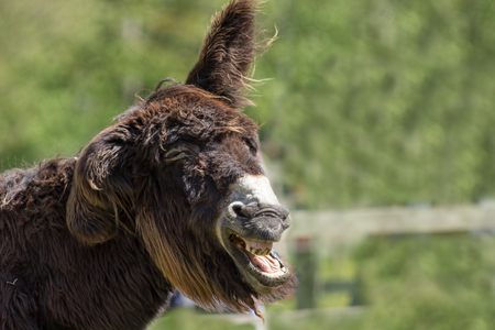Dumb animal. Stupid looking jackass. Hairy laughing donkey. Funny animal meme image with copy space. Wonky donkey.の写真素材
