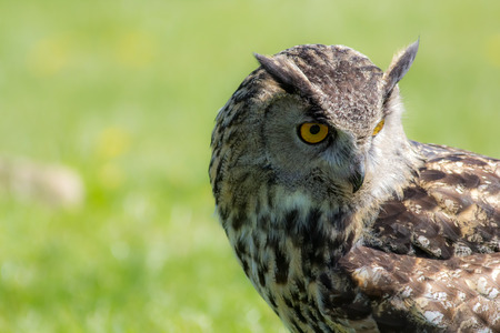Eagle owl (Bubo bubo) bird of prey looking demure to the ground. Thoughtful owl wildlife image. Close up of face with copy space.の写真素材
