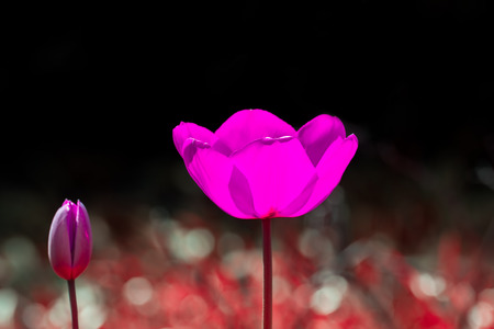 Beautiful pink garden flower. Spring blooming tulip. Springtime garden flower in bloom.
