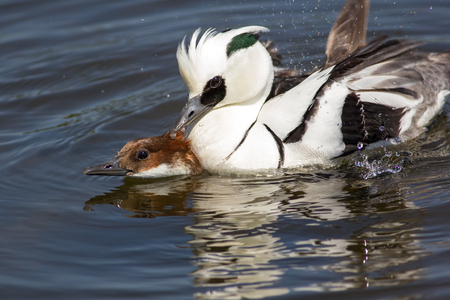 Ducks copulating. Male and female smew (Mergellus albellus) birds having sex on lake. Breeding pair mating.の写真素材