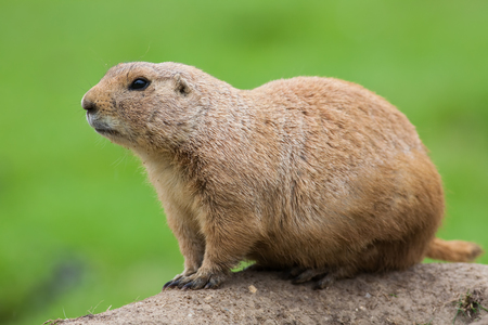 Prairie dog (Cynomys ludivicianus). Black-tailed marmot rodent in close up on earth mound isolated against plain green background. Cute animal related to the ground squirrel and chipmunk.の写真素材
