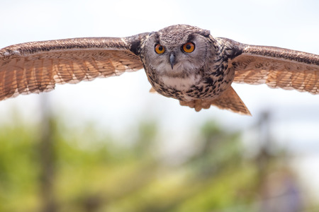 European eagle owl  (Bubo bubo) bird of prey in flight, Stealthy predator flying. Wildlife hunting image with copy space.の写真素材