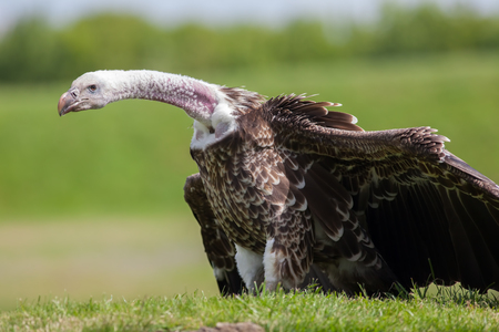 Critically endangered species vulture showing evolutionary adaptation of long bald neck for scavenging. Ruppells griffon vulture with neck extended and head bowed.の写真素材