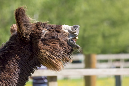 Jackass laughing. Long haired poitou donkey neighing. Funny animal meme image with copy space.の写真素材