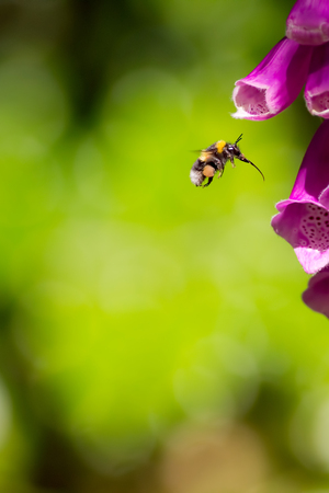 Pollination. Bee with full pollen sacs and proboscis extended ready to take nectar from foxglove garden flower. Bumblebee pollen-basket.の写真素材