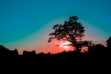 Magical sunset. Tree silhouette on romantic African savannah vacation landscape. Idyllic tropical vacation scene.の写真素材