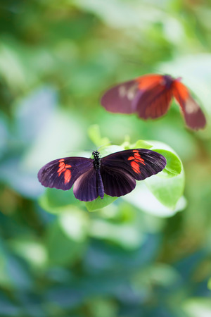 Postman butterflies. Soft painterly nature image of a tropical summer garden butterfly. Pretty...