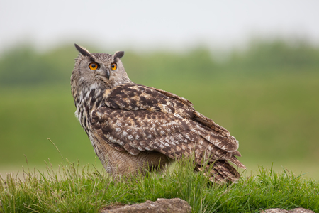 European eagle-owl (Bubo bubo) standing on grassy mound. Bird of prey nature image with copy space.の写真素材