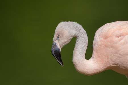 Close up of a pink chilean flamingo (Phoenicopterus chilensis) in profile against plain green background. South American wildlife poster image.の写真素材