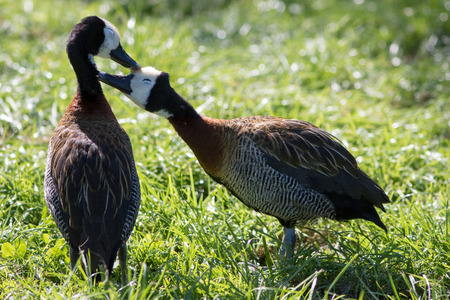 Love birds. Cute loving animal couple. Affectionate bonding pair of white-faced whistling ducks (Dendrocygna viduata) kissing as they groom.の写真素材