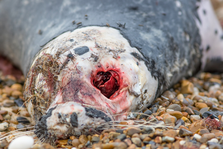Gory gruesome bloody eye socket in the skull of a decaying seal carcass. Natural world horror image of death and decay.の写真素材