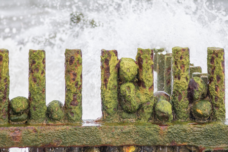 Slimy green algae covering rocks on a rusty beach groyne in front of rough sea. Environmental decay problem.の写真素材