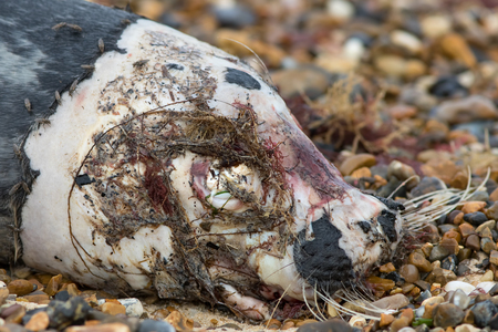 Seal corpse. Close up of the rotting head of a dead marine mammal. Face of a killed seal with fliesの写真素材