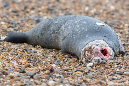 Horrific carcass of a grey seal. Decomposing zombie looking body of a dead marine animal. Bloody eye socket of recently deceased seal.の写真素材