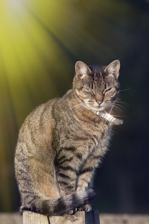 Top cat. Urban domestic tabby cat with silver collar in bright sunshine. Dominant street cat on garden fence post.の写真素材