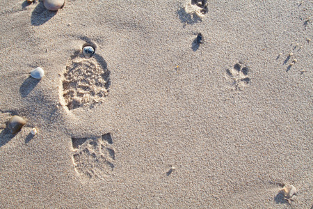 Dog walk on the beach. Sandy foot and paw print. Footprint evidence of dog walking left on the sand.の写真素材