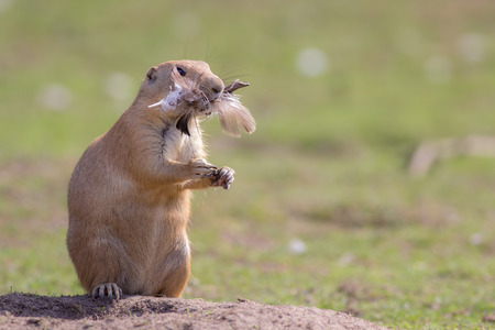 Chicken dinner. Funny animal image of a cute marmot prairie dog stuffed with feathers. Greedy rodent...