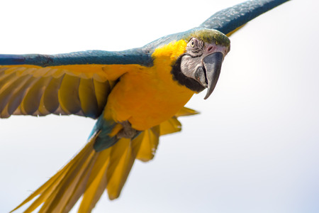Blue and gold macaw parrot (Ara ararauna) in flight. Beautiful close-up of this intelligent tropical bird facing camera. South American wildlife.