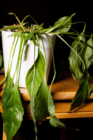 Close-up of dying dehydrated Peace Lilly house plant in pot. Wilting indoor pot-plant with drooping limp leaves.の写真素材