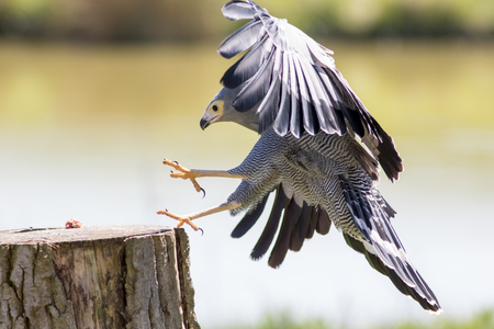 Falconry. Beautiful Gymnogene bird of prey in flight grabbing food. African harrier hawk landing for meat.の写真素材