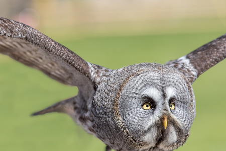 Great grey owl (Strix nebulosa). Close up of face in flight. The largest facial disc of all birds in...