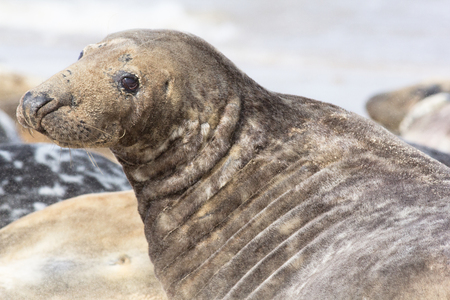 Large male gray seal (Halichoerus grypus) marine mammal from the Horsey colony UK. Beautiful dog-like animal.の写真素材