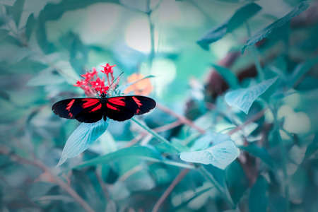 Beautiful postman butterfly (Heliconius melpomene) invertebrate nature image. Pretty insect with...