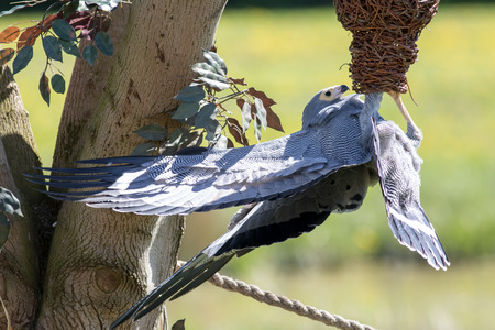 Beautiful African harrier hawk (Polyboroides typus) bird of prey foraging for food at falconry...