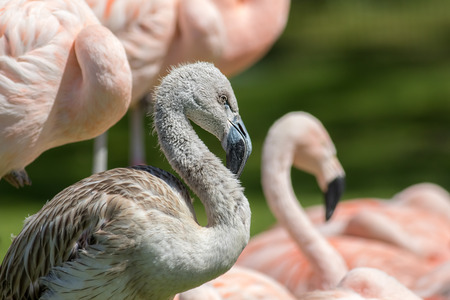 Juvenile Chilean flamingo (Phoenicopterus chilensis) bird. Gray chick standing in profile amongst pink adults.の写真素材
