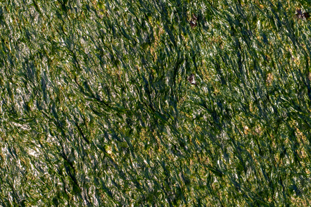 Organic background image. Seaweed and green algae close-up. Rock covered in slimy sea vegetation....