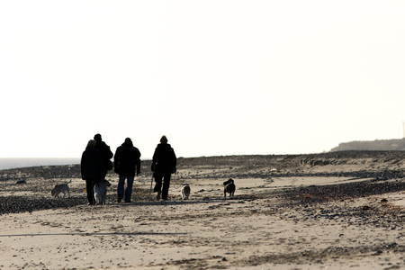 Social dog walking on the beach. Dog walkers in silhouette. A group of friends taking their dogs for a walk along the coast.の写真素材