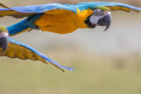 Macaw parrot flying. Tropical bird in flight. Blue and gold (yellow) macaw (Ara ararauna) with copy...