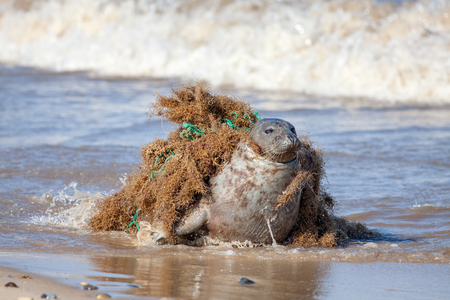 Plastic pollution and animal harm. Seal caught in fishing net. Beautiful marine mammal trapped by choking discarded fishing gear tangled around the neck. Animal distress and suffering. (Seal was freed!).の写真素材