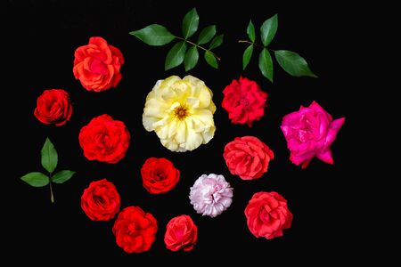 Real rose flower selection. Craft cut-out or crop. Black background flat-lay. Various beautiful...