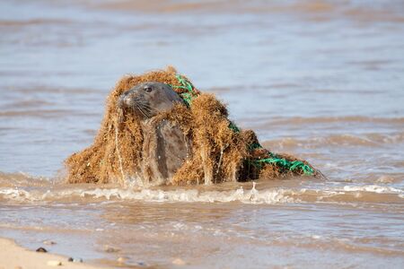 Animal welfare. Marine pollution. Seal caught in discarded plastic fishing net. Dangerous human waste causing suffering to ocean wildlife. Industry neglect. Seal from the Horsey colony UK later freed の写真素材