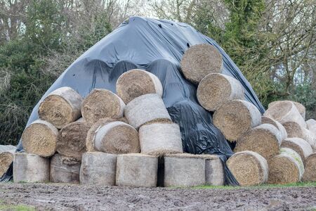 Round hay bales. Wet ruined and weather protected under polythene sheet. Hay or straw left in muddy field partially covered to avoid winter damage. Norfolk UKの写真素材
