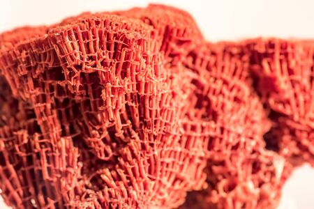 Organ pipe coral Tubipora musica selective focus macro close up.  Red alcyonarian coral found in the...