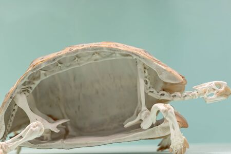 Animal adaptation. Cross section of a tortoise skeleton. Reptile shell skeletal specimen in close up against plane background with copy-space.の写真素材