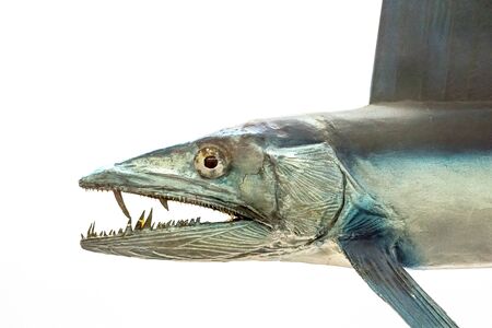 Lancetfish. Close-up of Alepisaurus ferox. Long deepwater fish isolated on white background. Monster looking fish with sharp teeth found in deep Pacific ocean water.の写真素材
