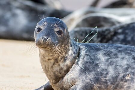 Seal from Horsey colony  UK with fishing net line caught around its neck. Beautiful animal suffering due to plastic marine pollution. Close-up of a common problem caused by man-made commercial nettingの写真素材