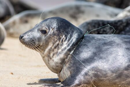 Animal suffering. Close-up of a seal from the Horsey colony UK with fishing net line caught around...