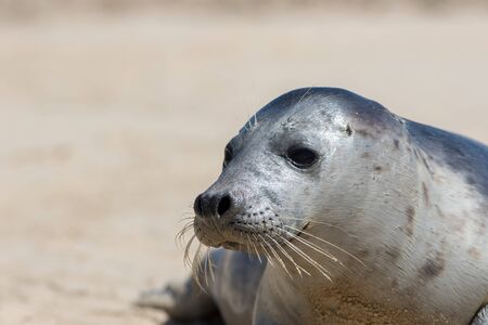 Grey seal Halichoerus grypus portrait image. Wild gray seal face close-up. Marine mammal coastal wildlife from the Horsey seal colony Norfolk UK. Beautiful animal close up. Nature image with copyspaceの写真素材