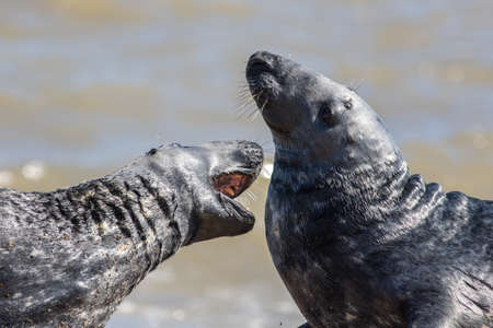 Love bite. Wild seals play fighting. Animal attacking the throat or giving a hickey perhaps. Friendly biting to the neck. Close-up wildlife image of grey seals from Horsey Ukの写真素材
