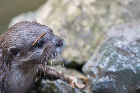 Otter face close-up. Beautiful wildlife image. Cute animal picture of a young Asian small-clawed...